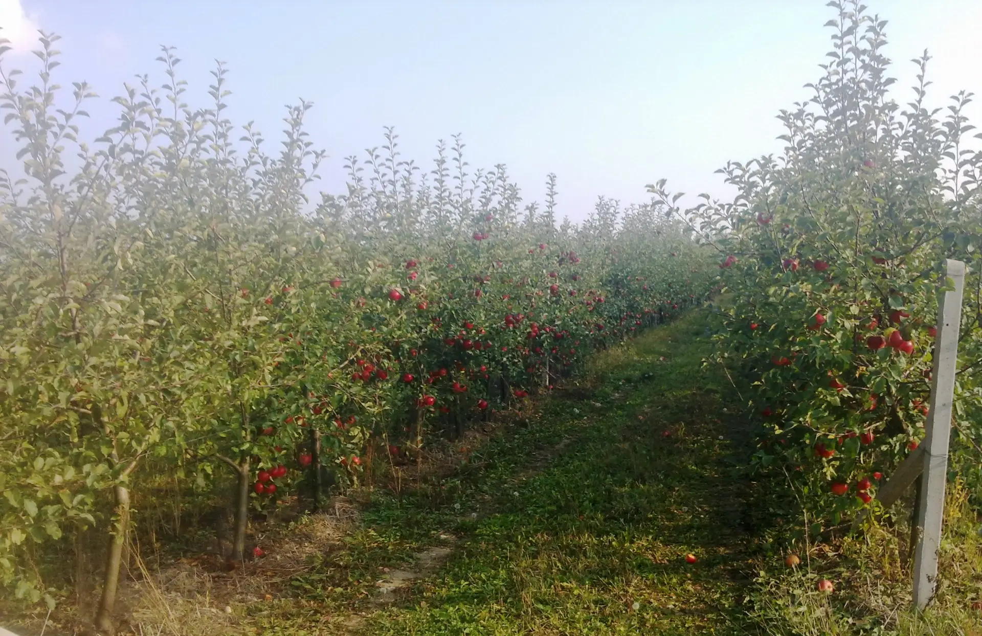 Ovocné sady Kojice